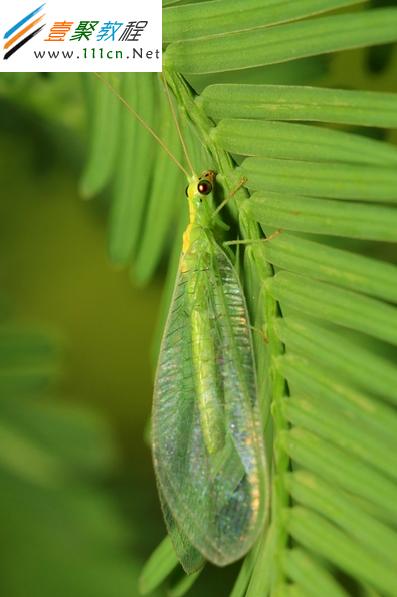 微距拍攝下的綠色植物葉子和綠色昆蟲輪廓非常清晰、易分辨
