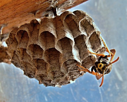 vosika-french-nests-insect-macro-69983-medium.jpeg