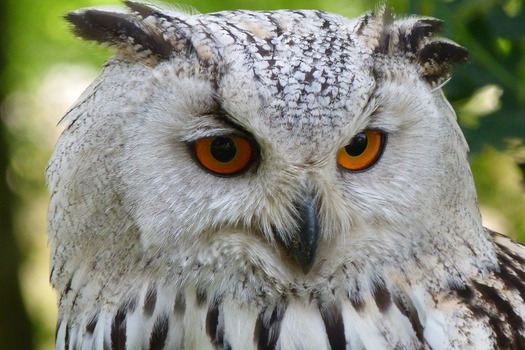 owl-bird-animal-eagle-owl-69769-medium.jpeg