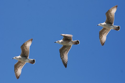 gulls-seagull-wings-feather-56593-medium.jpeg